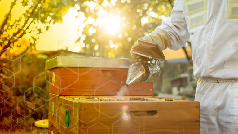 Bee Tuned - what's new about beekeeping