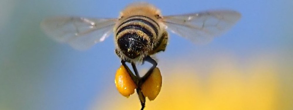 Honey bee limbs