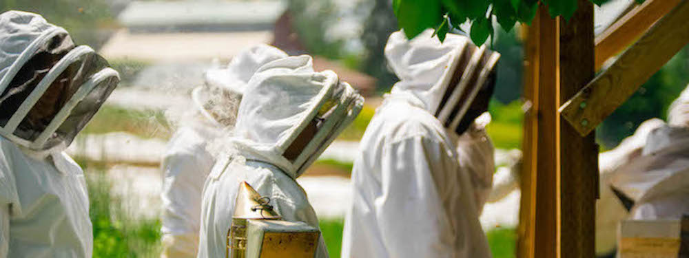 beekeeping monitoring